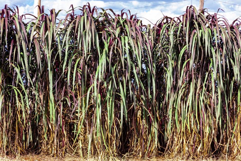 Yield And Nutritive Quality Of Napier (Pennisetum Purpureum) Cultivars As Fresh And Ensiled Fodder.